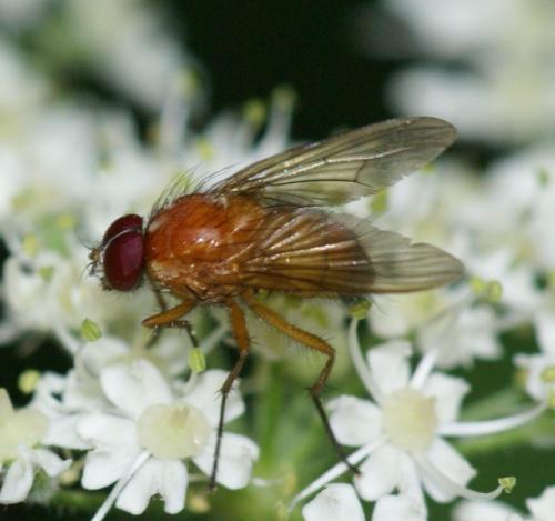 Réf. 247 839 : Thricops diaphanus